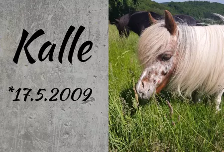 Pferde Kalle Bild