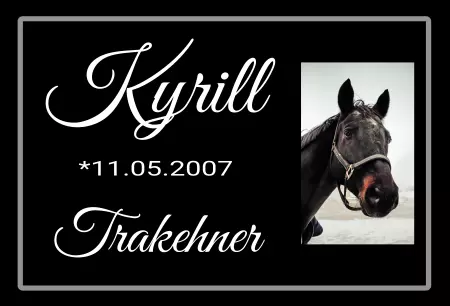 Pferde Kyrill Bild