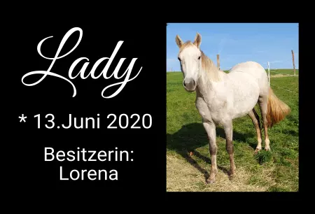 Pferde Lady Bild