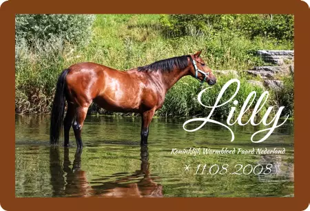 Pferde Lilly Bild
