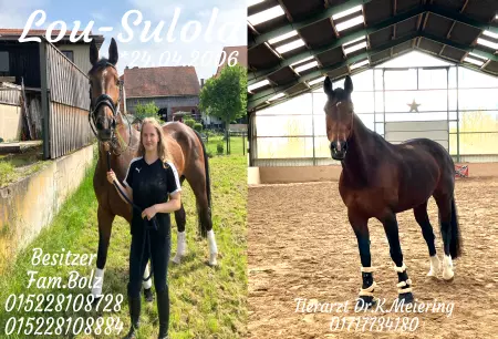 Pferde Lou-Sulola Bild