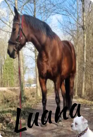 Pferde Luana Bild