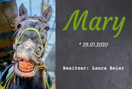 Pferde Mary Bild