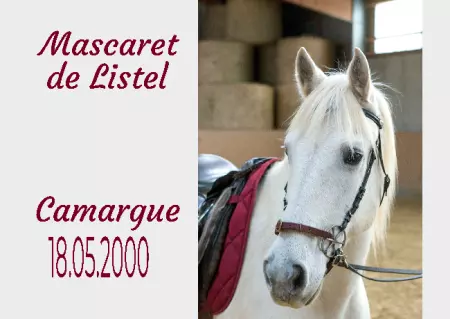 Pferde Mascaret de Listel Bild