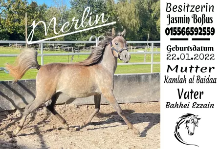 Pferde Merlin Bild