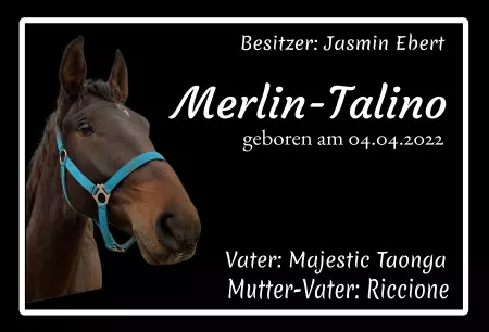 Pferde Merlin-Talino Bild