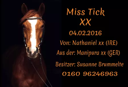 Pferde Miss Tick Bild