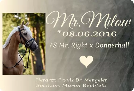 Pferde Mr. Milou Bild