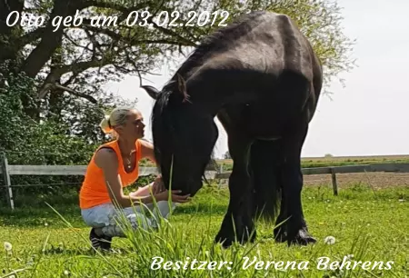 Pferde Otto Bild