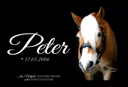 Pferde Peter Bild