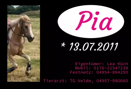 Pferde Pia Bild