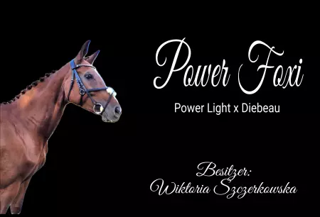 Pferde Power Faxi Bild