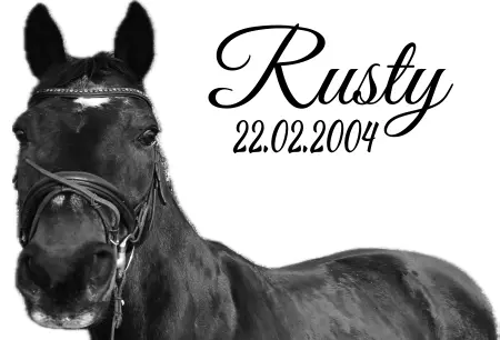 Pferde Rusty Bild