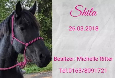 Pferde Shila Bild