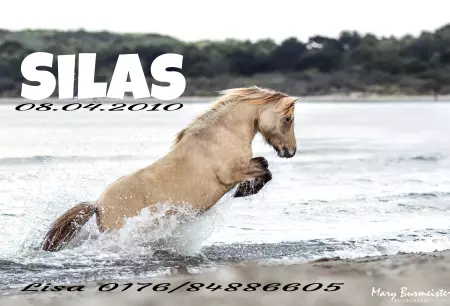 Pferde SILAS Bild