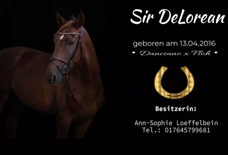 Pferde Sir DeLorem Bild