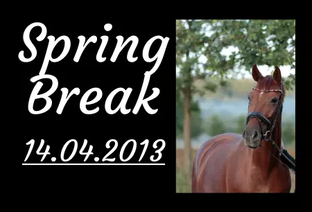 Pferde Spring Break Bild