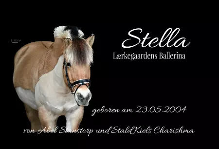 Pferde Stella Bild