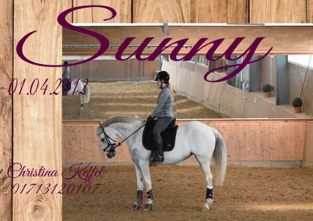 Pferde Sunny Bild
