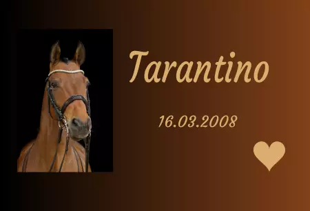 Pferde Tarantino Bild