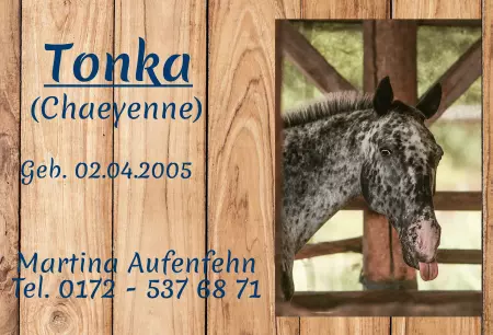 Pferde Tonka Bild