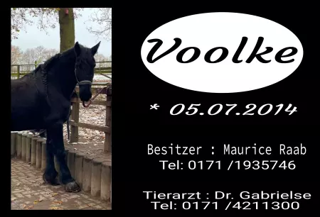 Pferde Voolke Bild