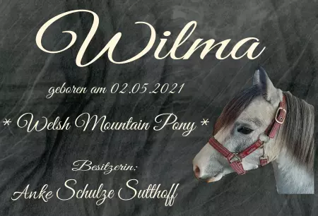 Pferde Wilma Bild