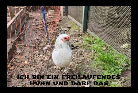 Tiere Ich darf das Bild