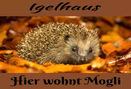Tiere Igelhaus Hier wohnt Mogli Bild