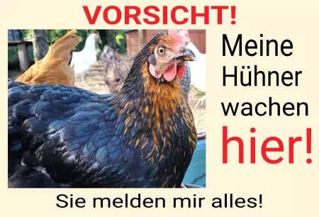 Tiere Meine Hühner wachen hier! Bild