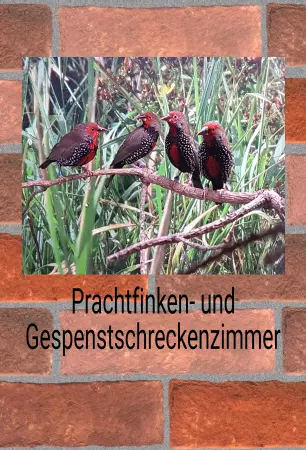 Tiere Prachtfinken Bild