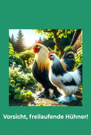 Tiere Vorsicht, freilaufende Hühner! Bild